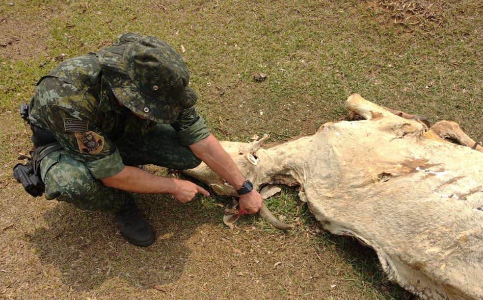 Boi morto recentemente também foi encontrado no local em Presidente Alves — Foto: Polícia Ambiental/ Divulgação
