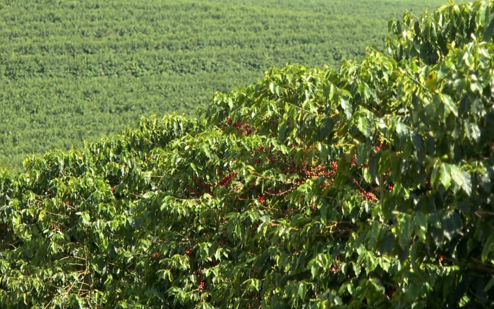 Mesmo com queda no volume, café sustenta exportações de Minas no primeiro trimestre — Foto: Reprodução EPTV