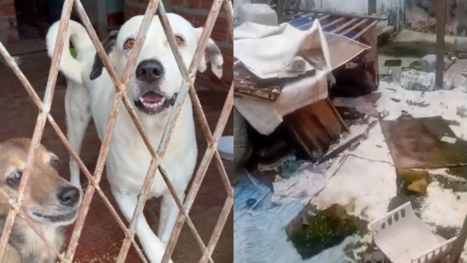 Após cães serem abandonados em casa após prisão do tutor, Justiça determina envio a abrigo no PI