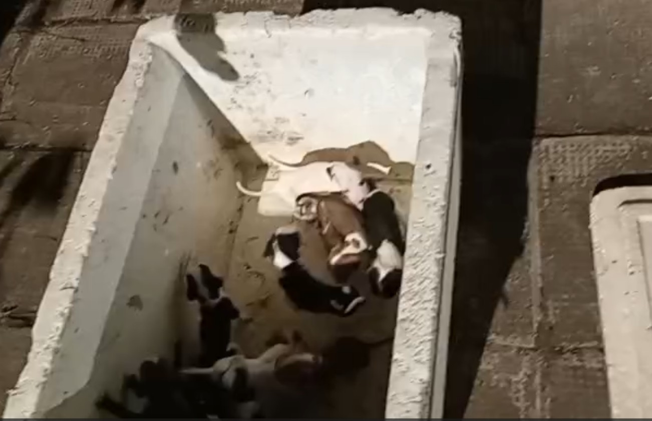 Polícia prende homem por abandono de 10 filhotes de cachorro no Pinheiro; VÍDEOS