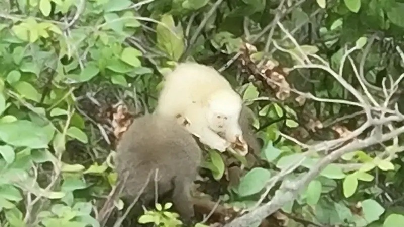 O que primeiro registro de sauá albino na Mata Atlântica representa para o meio ambiente