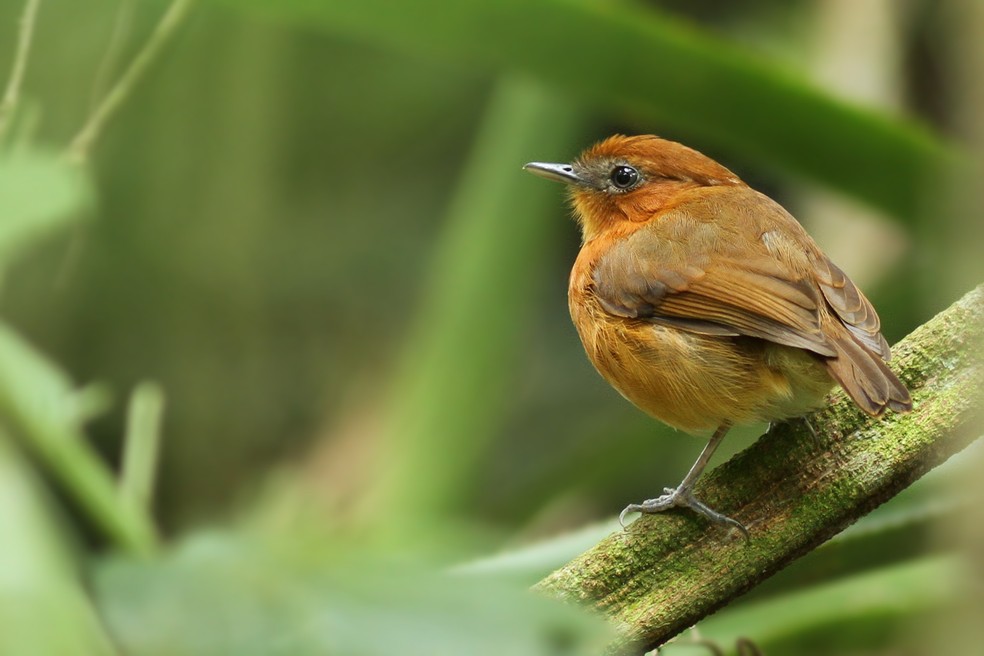 20 chupa-dentes estão sendo translocados da Serra de Baturité para a Serra da Aratanha — Foto: Fábio Nunes