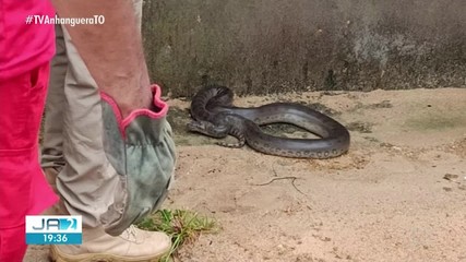 Bombeiros resgatam cobra encontrada em Augustinópolis