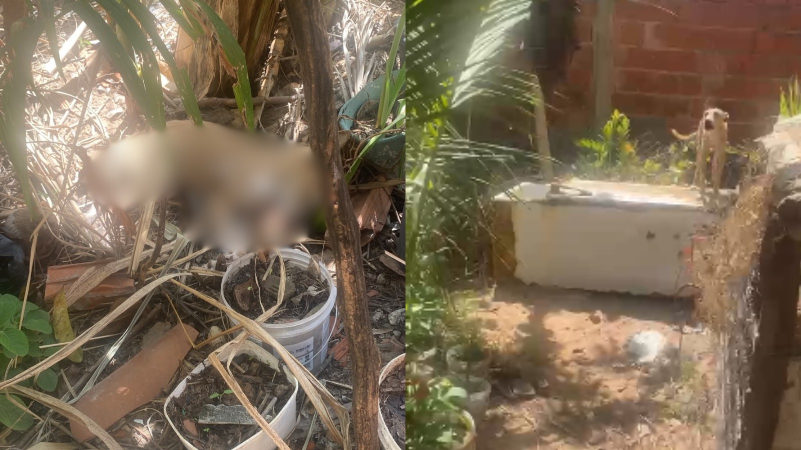 Homem é preso suspeito de maus-tratos a cães no PI; um animal morreu antes do resgate