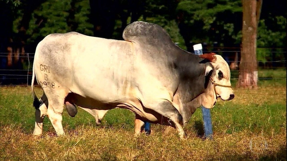 Brasil vê embarque de sêmen bovino à Índia como impulso às vendas