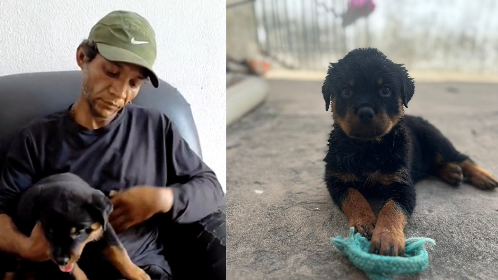 Filhote de cadela da raça rottweiler é recuperada após ser furtada e vendida por R$ 70 no Centro de Teresina 