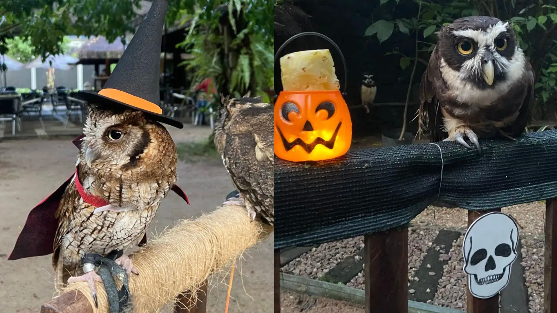 Halloween no Mangal: Corujas ganham alimentação especial, e espaços recebem decoração temática