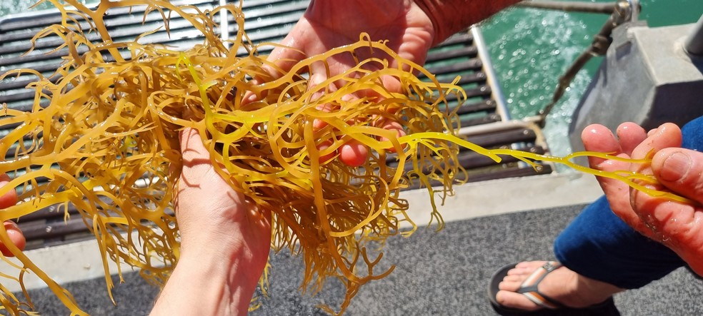 Algas marinhas são transformadas em tecido por statup de pesquisadora paraibana — Foto: Reproduçõa/Phycolabs