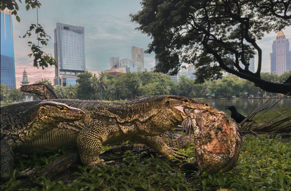 A imagem de Seth Forestson, que retrata um lagarto-monitor-comum carregando um peixe, lhe rendeu a vitória na categoria Vida Selvagem Urbana — Foto: Seth Forestson