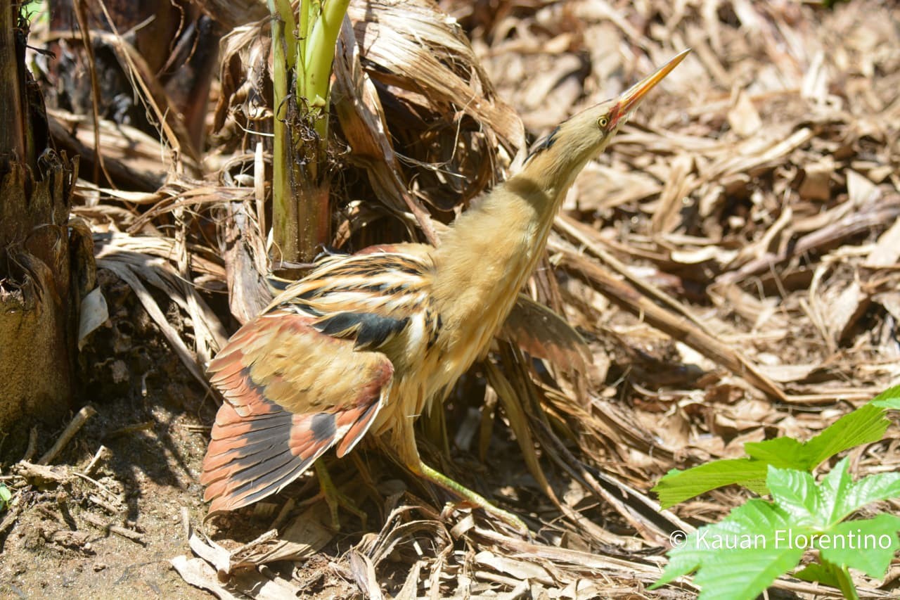 Ave rara da Mata Atlântica é registrada pela primeira vez em Barra do Piraí