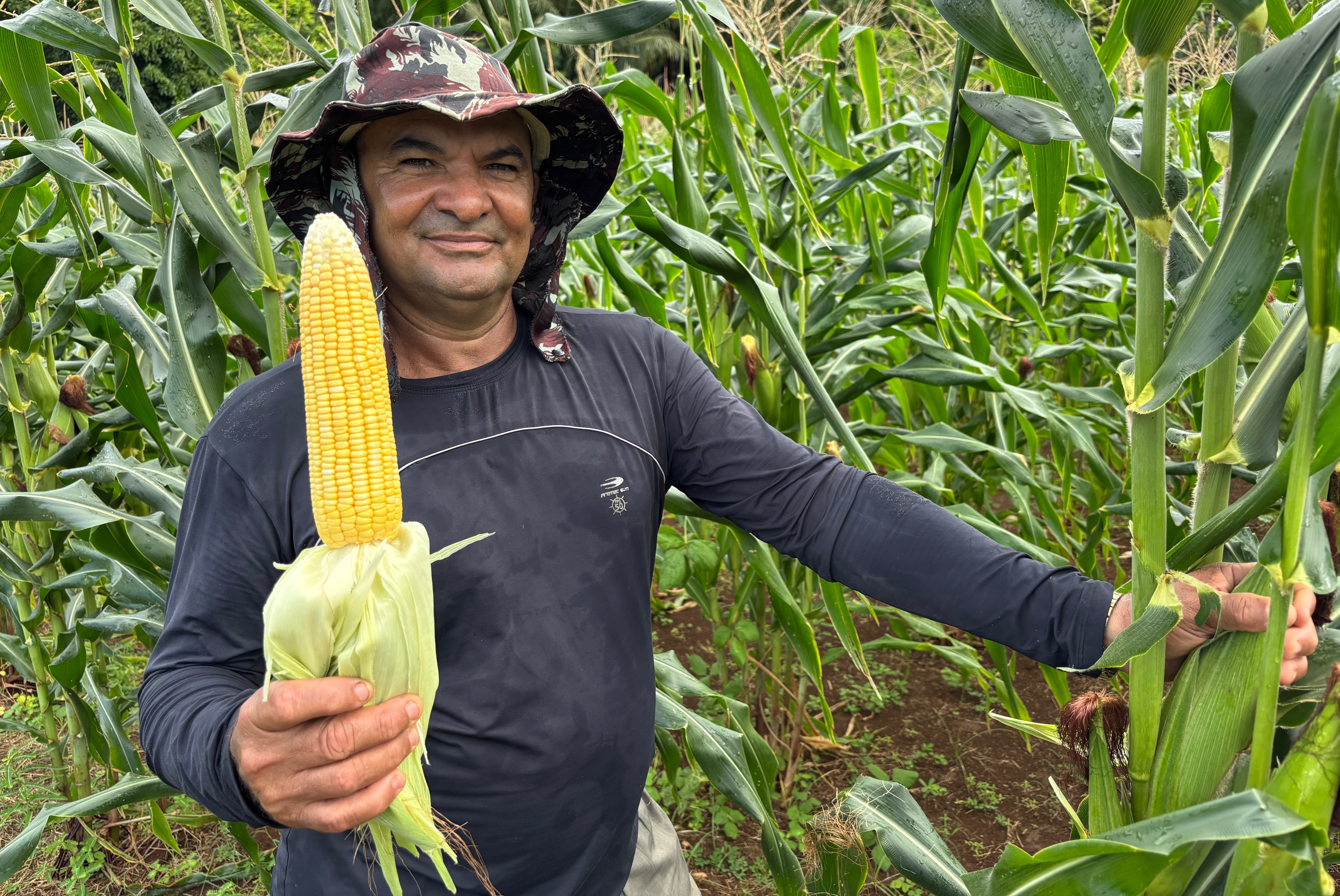 Lagartas reduzem safra de milho; só um agricultor abastece mercado em Fernando de Noronha
