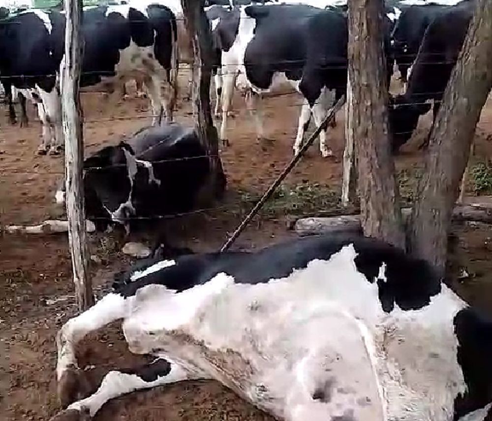 Raio cai e mata seis vacas em Nossa Senhora da Glória; prejuízo é de quase R$ 50 mil
