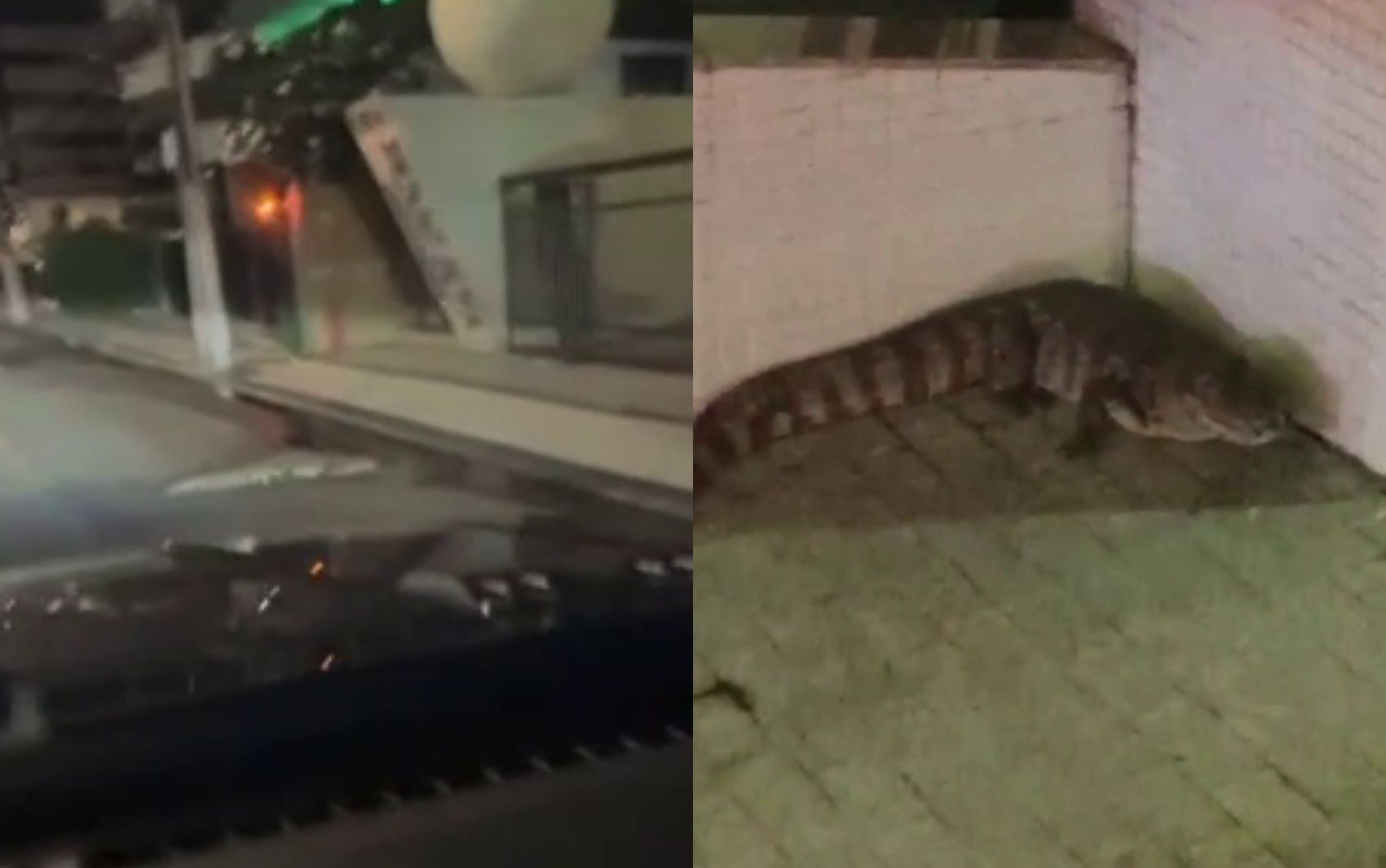 Jacaré é visto em avenida e é capturado na Zona Sul de Aracaju