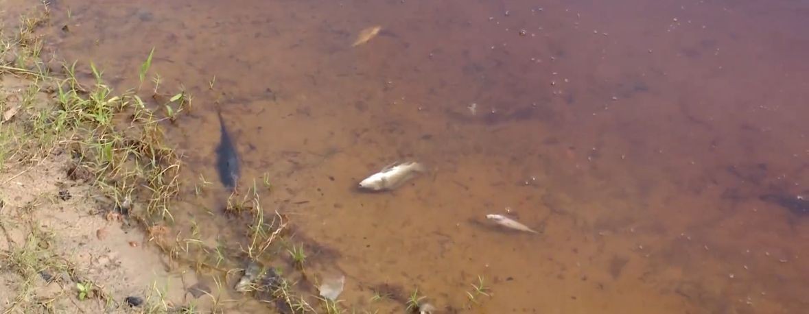 Perícia investiga mortandade de peixes no Lago do Remanso em Santa Inês, no MA 