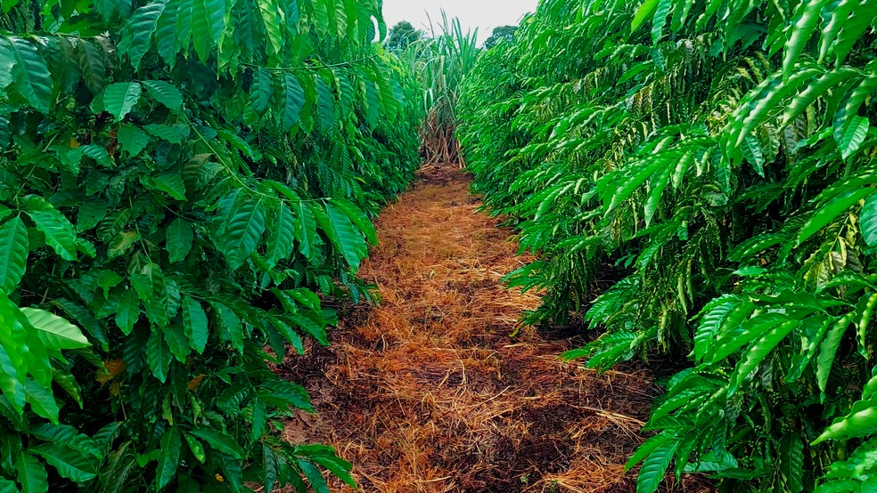 Propriedade rural de João Alves da Luz — Foto: Marcelo Nery/Rede Amazônica