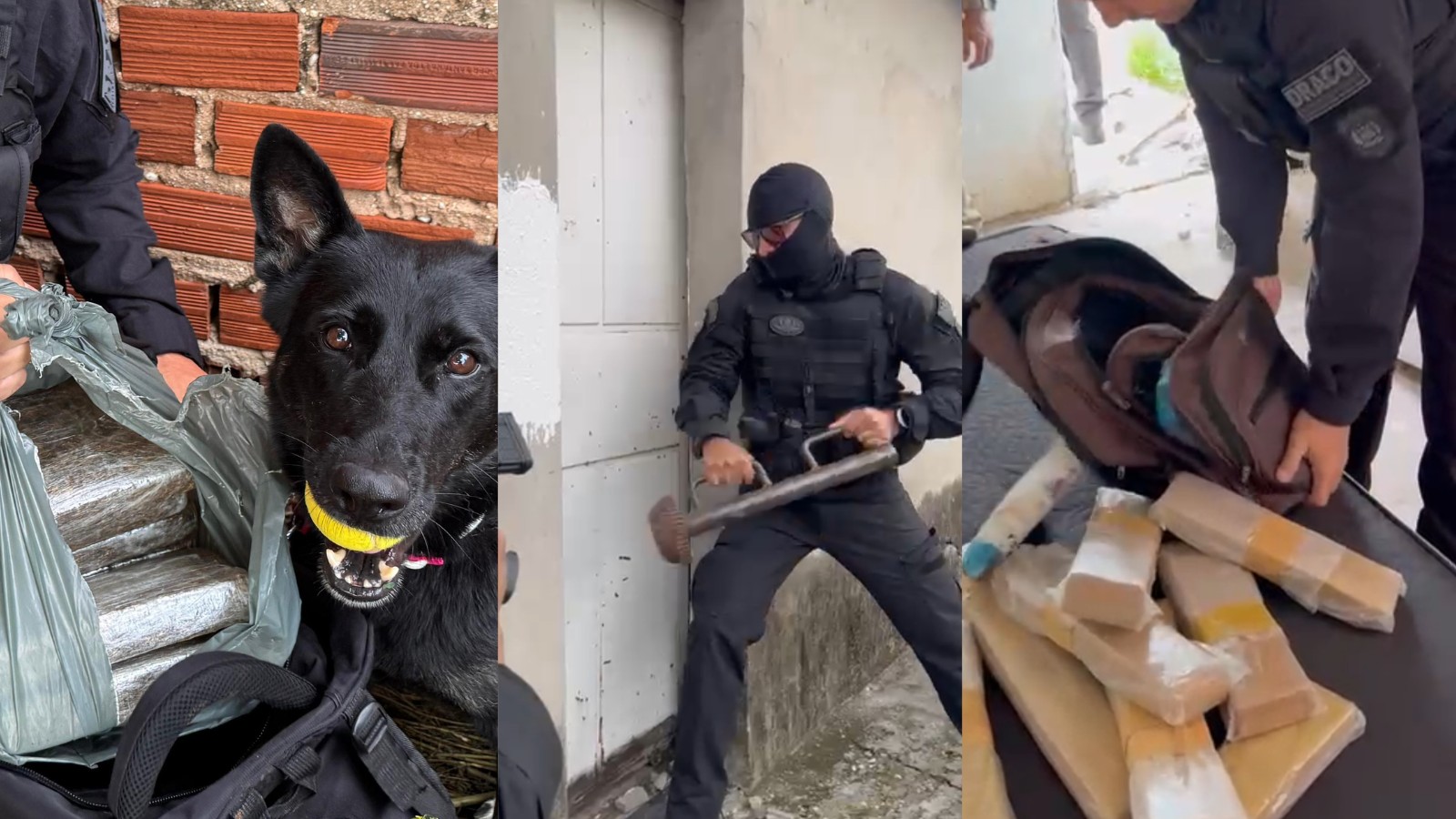 Vídeo: Cadela da polícia localiza droga escondida dentro de mochila em terreno baldio em Teresina