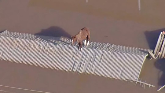 Cavalo continua ilhado em telhado em Canoas - Foto: (Reprodução/TV Globo)