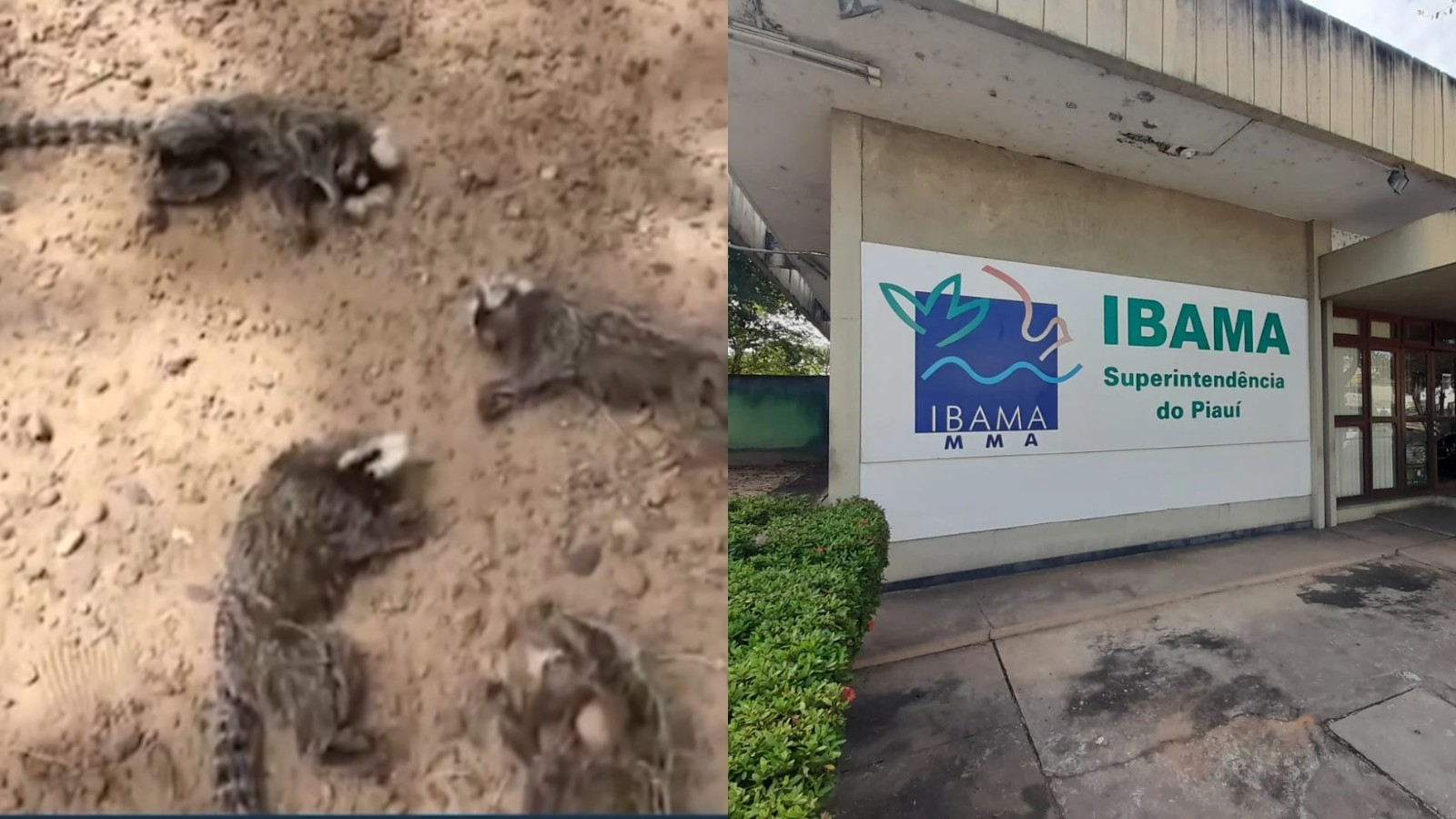 Macacos-sagui são encontrados mortos no Piauí; Ibama investiga se houve envenenamento