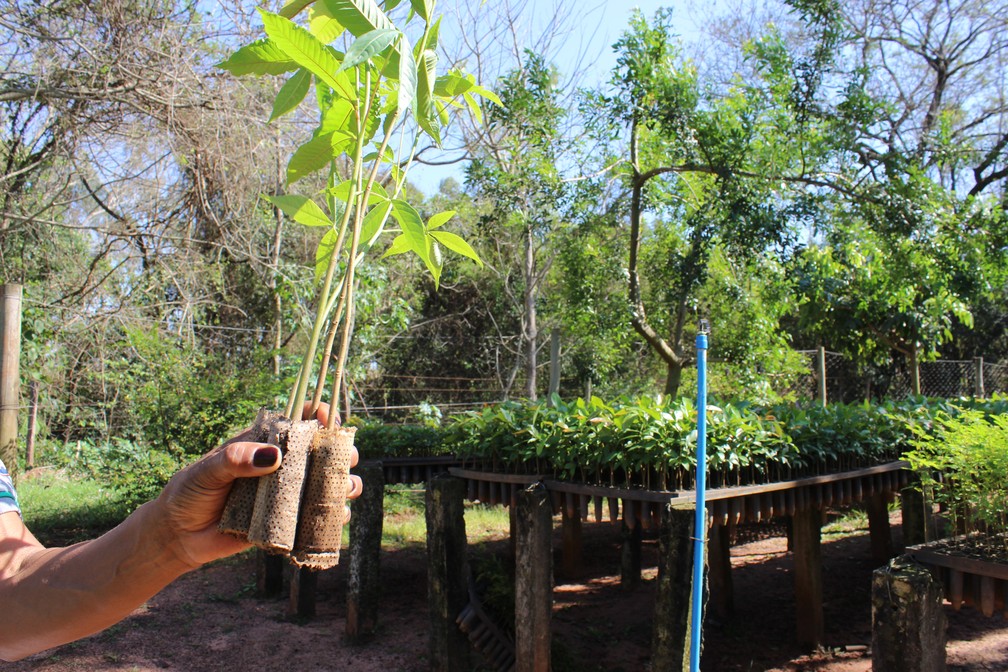 Instituto de Pesquisas Ecológicas utiliza 'ecopotes' para plantar mudas de árvores nativas da Mata Atlântica — Foto: Arquivo/IPÊ