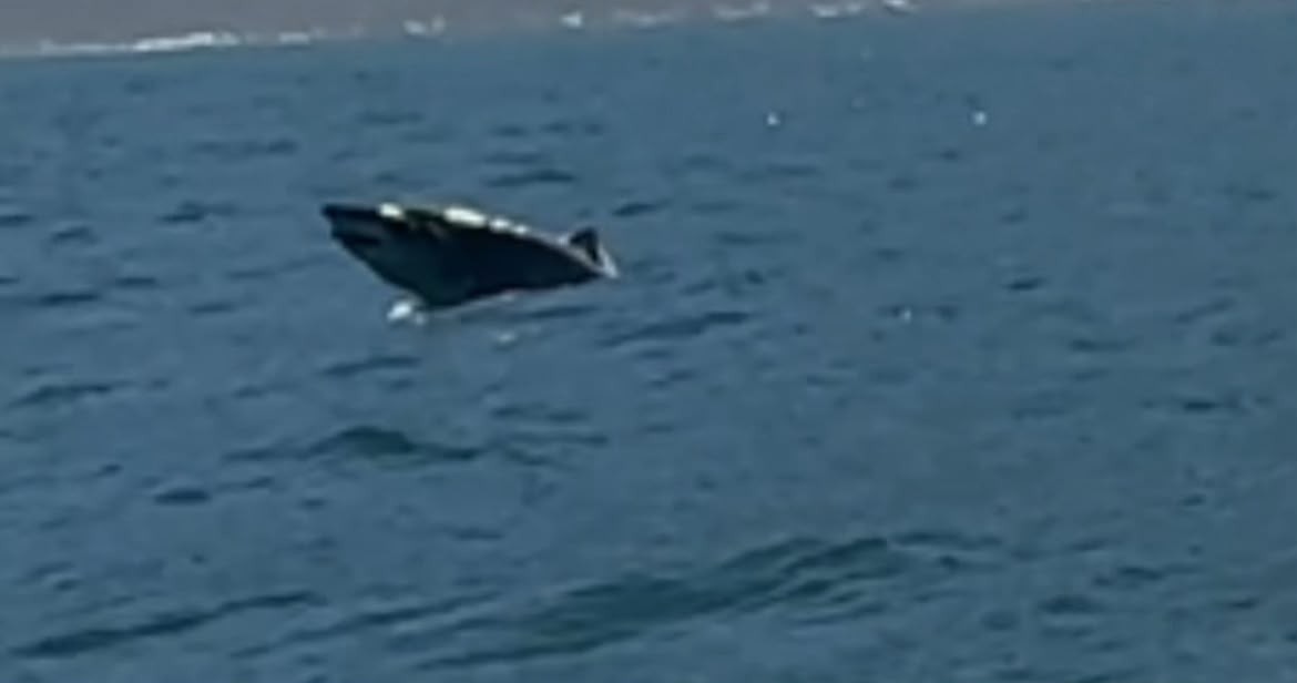 VEJA VÍDEO: tubarão ameaçado de extinção dá salto em Ilhabela e impressiona turista: 'Fiquei em êxtase'