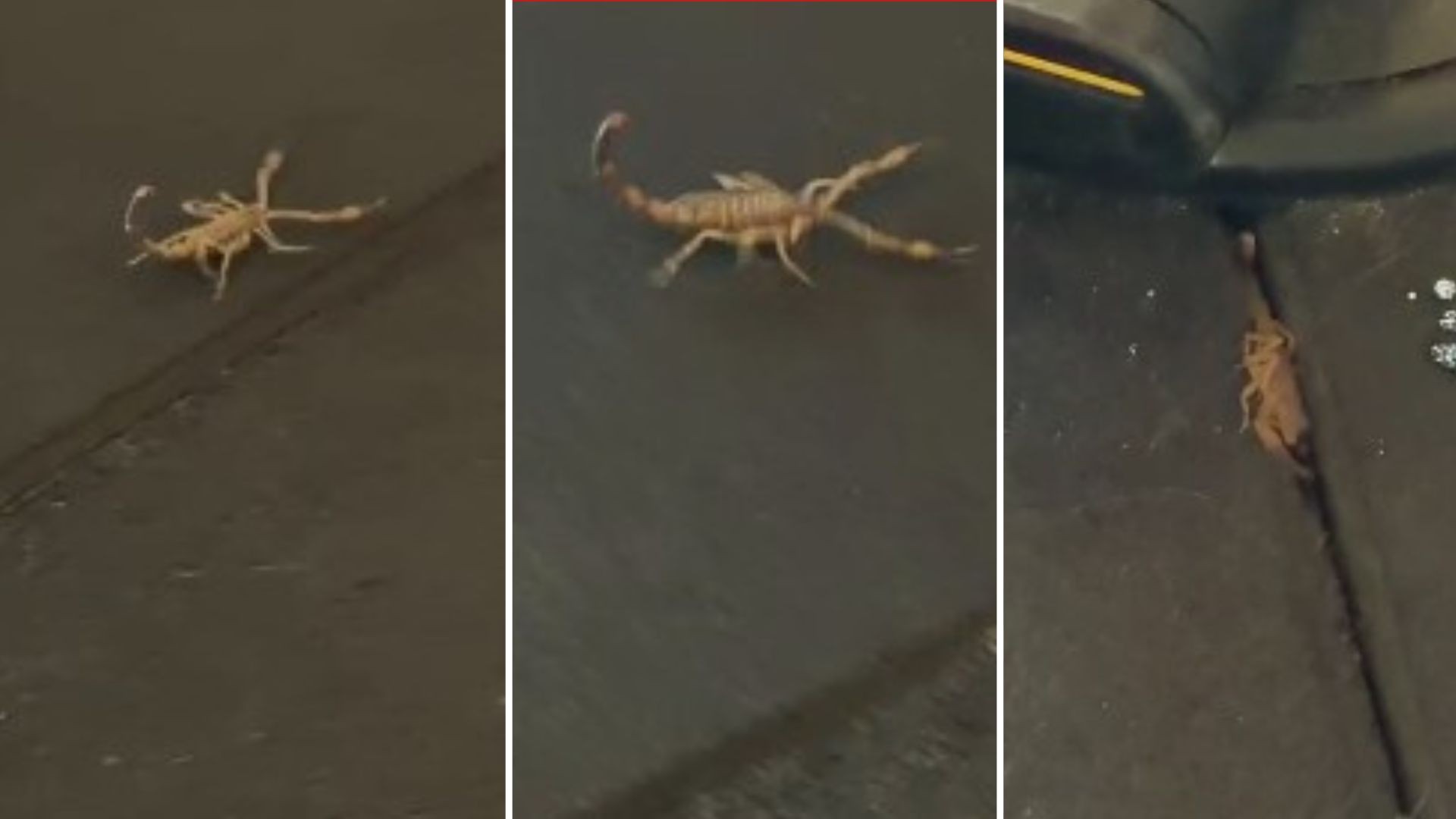 VÍDEO: alunos encontram escorpião-amarelo em academia de Vila Velha