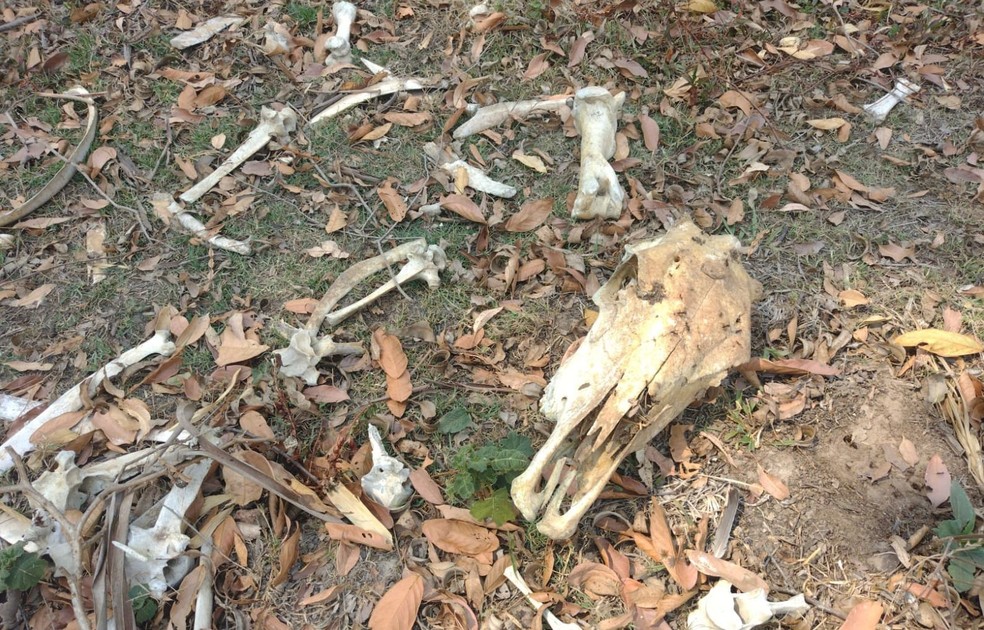 Também foram encontradas carcaças de animais em Presidente Alves — Foto: Polícia Ambiental/ Divulgação