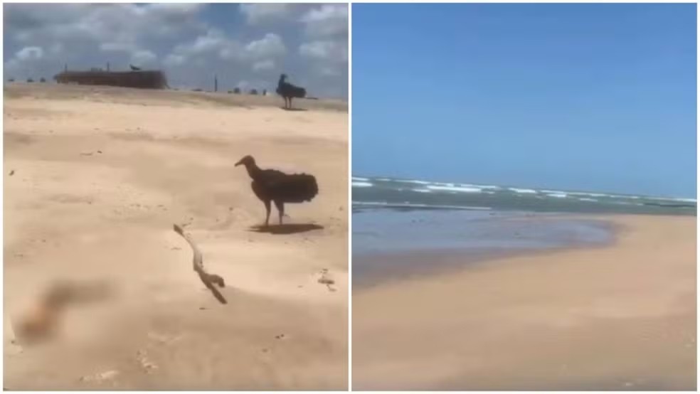 Braço humano é encontrado em praia de Paracuru (CE), na Grande Fortaleza — Foto: Reprodução