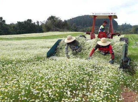 Paraná é maior produtor de camomila do Brasil; Mandirituba se destaca na produção da planta