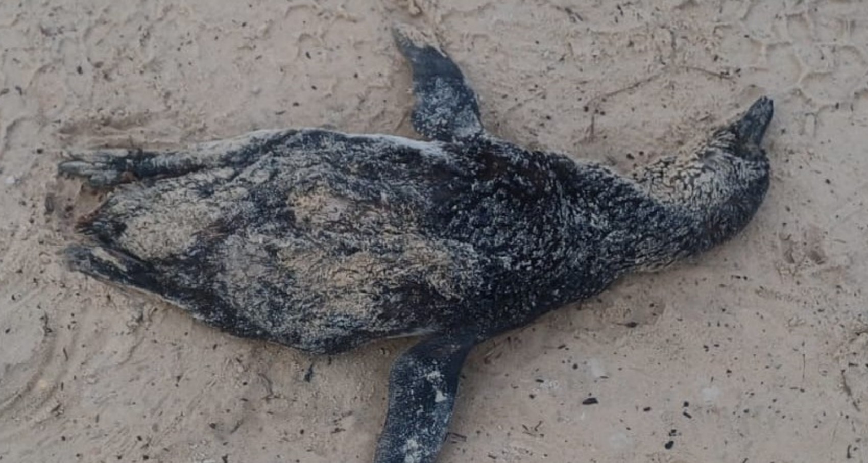 Pinguim morto é encontrado no litoral sul de Sergipe