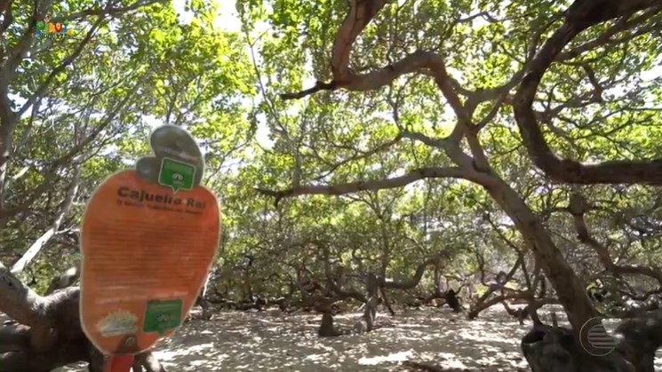 Mirante do Cajueiro Rei é inaugurado e registra aumento do turismo no Litoral do Piauí