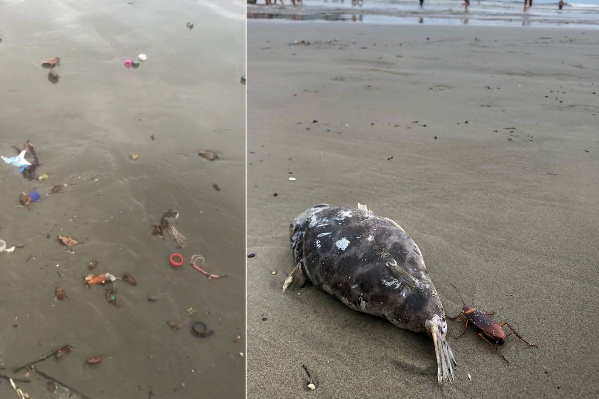 Turista encontra dezenas de baratas mortas em praia do litoral de SP: 'Nojeira'; VÍDEO 