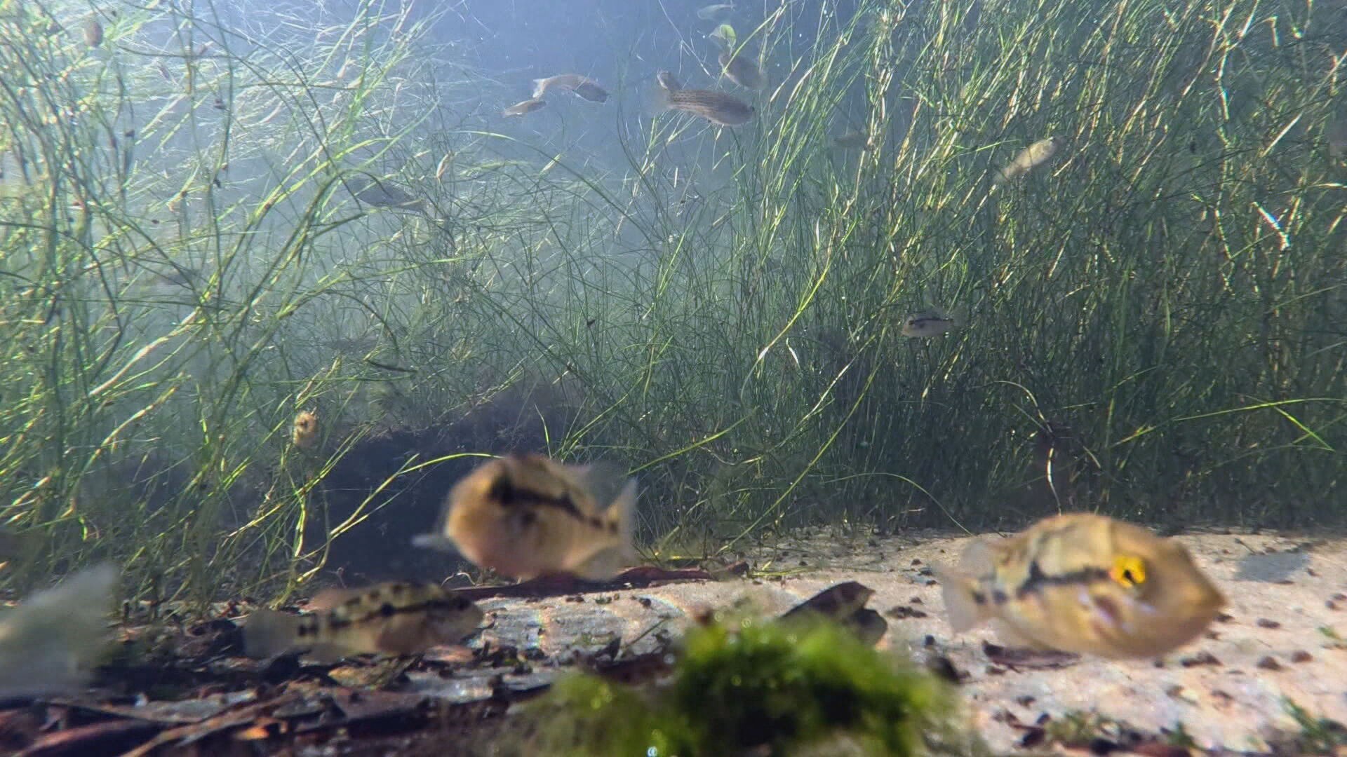 Lagoa se recupera de esgoto e mortantades de peixes e debate para eventual liberação de banho volta; comitê diz que ainda é cedo