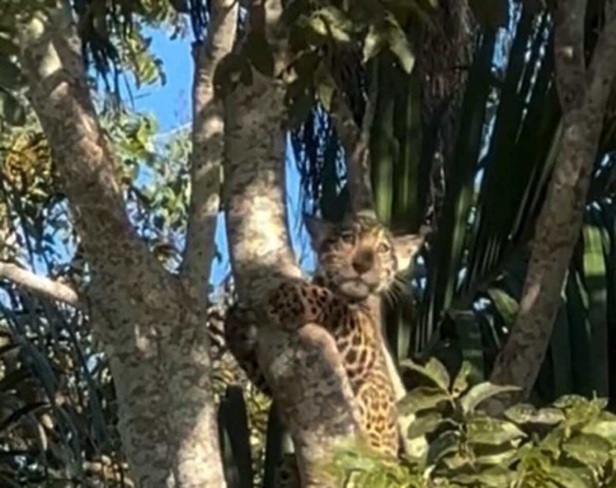 Cena rara no Pantanal: filhote de onça sobe em árvore para escapar de grupo de queixadas