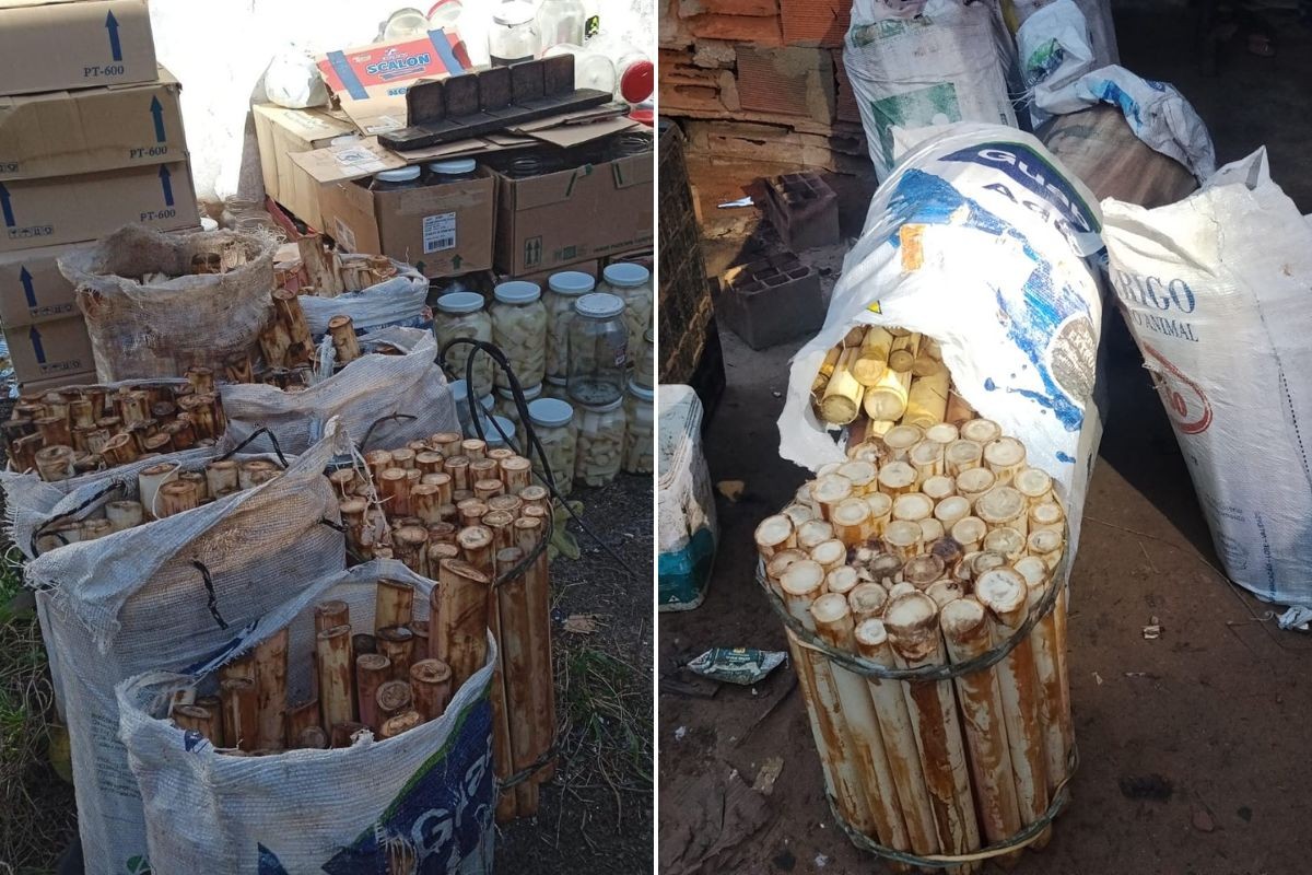 Homem é preso com mais de 400 hastes de palmito-juçara e multado em R$ 275 mil no litoral de SP