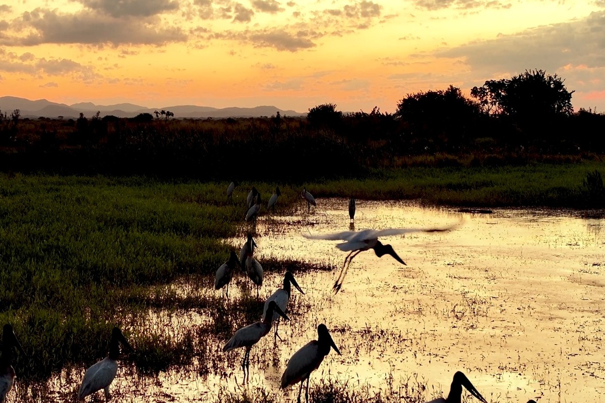 Aquarela Pantaneira: tuiuiús dão show de elegância e se destacam no pôr do sol