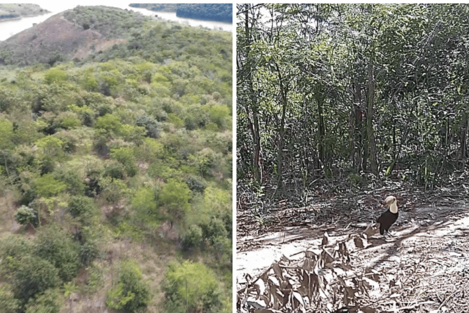VÍDEO: Área de pasto de gado é transformada em floresta em menos de 10 anos e atrai tucanos, lobos e onças em SP