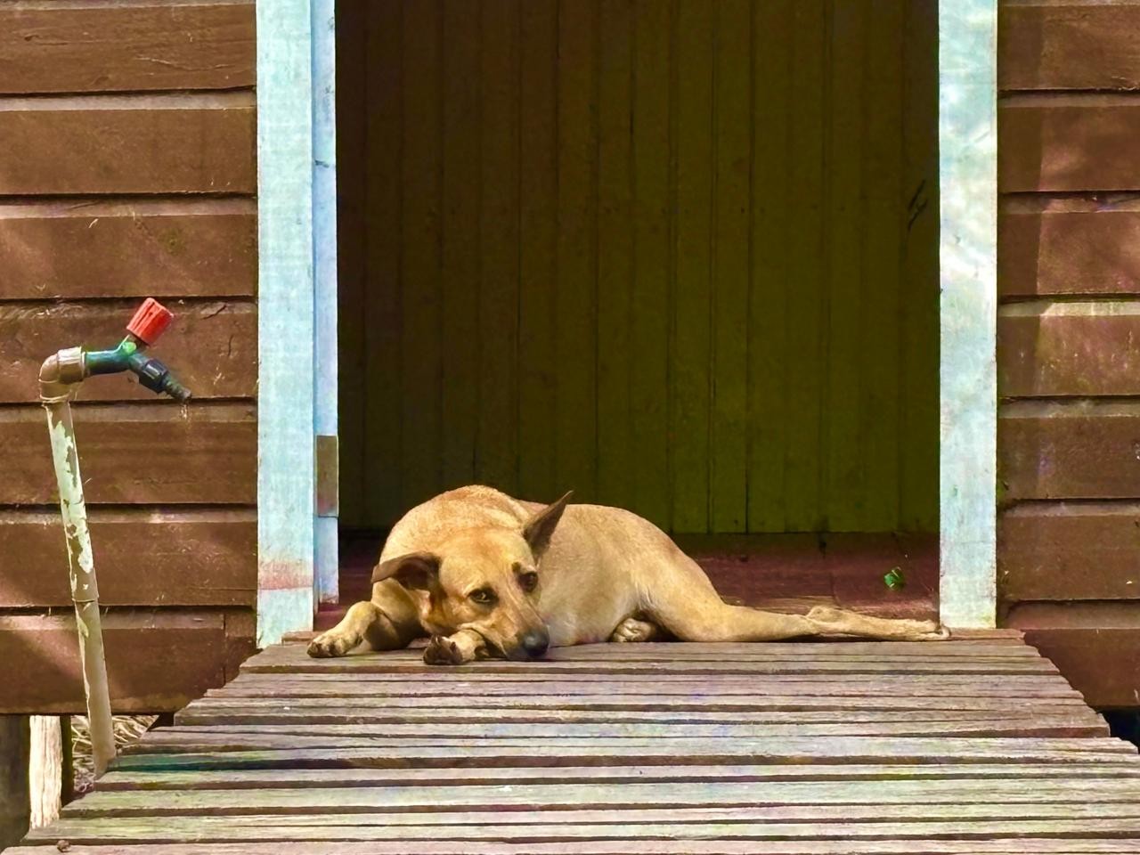 Casos de maus-tratos a animais sobem 27% no Amapá entre 2024 e 2025