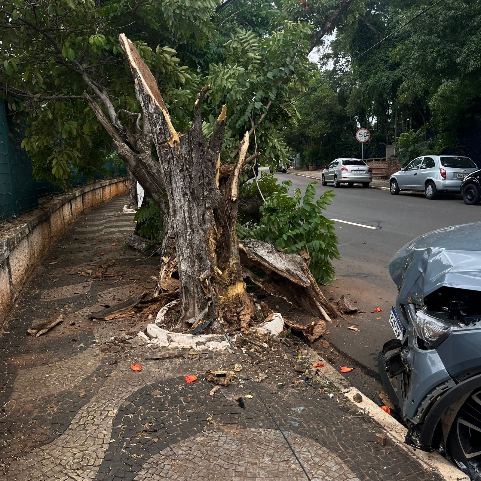 Idoso bate carro e derruba árvore após possível mal súbito em Paulínia 