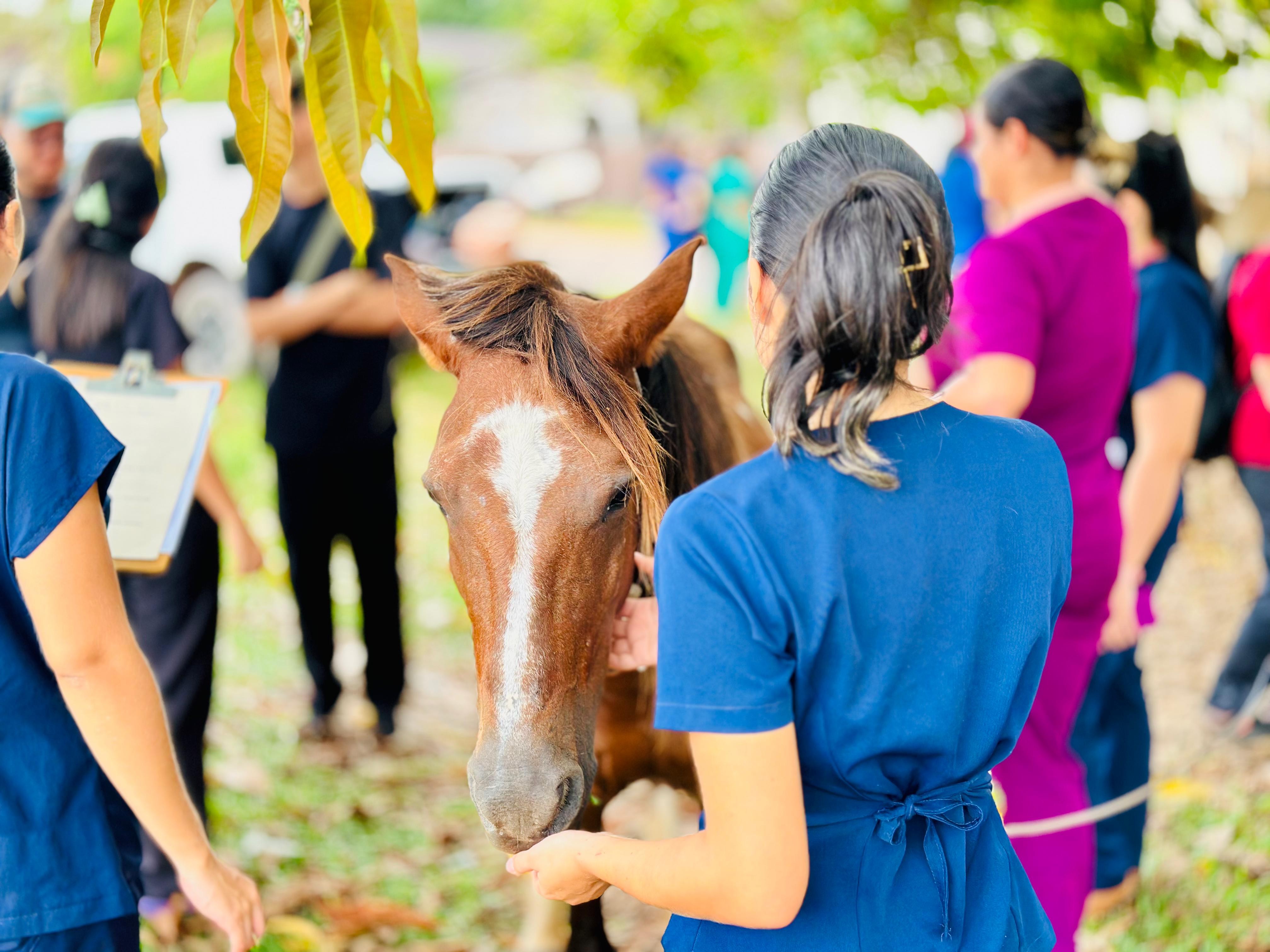 Projeto 'Carroceiro Vet Legal' leva mais uma ação na Nova República