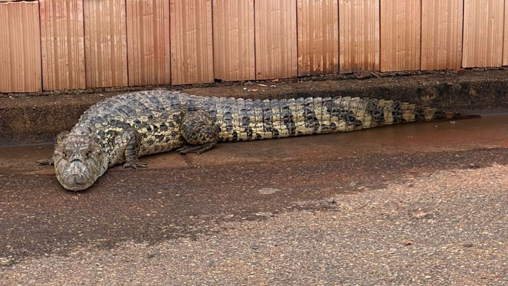 VÍDEO: Jacaré de 1,5 metro aparece rastejando em rua de MG após forte temporal e assusta moradores