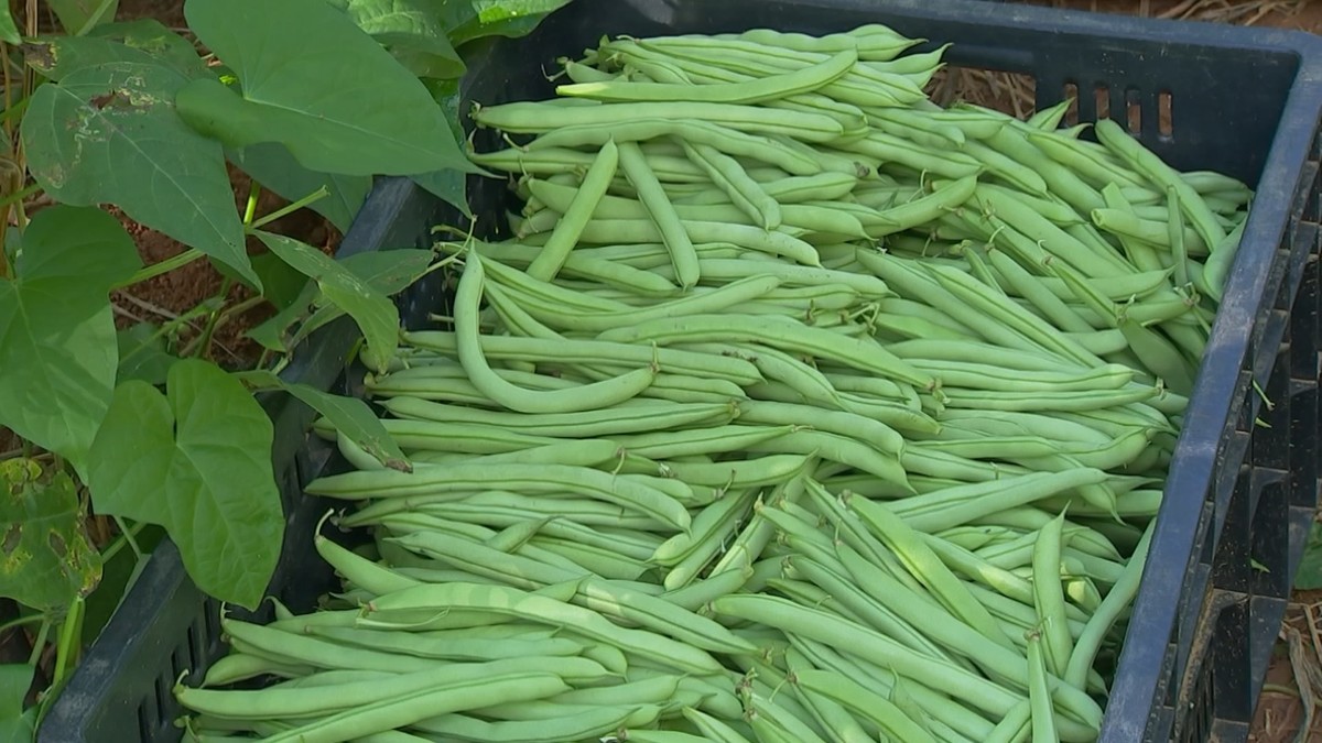 Vagem ajuda a sustentar pequenos produtores rurais em Itatiba | Nosso ...