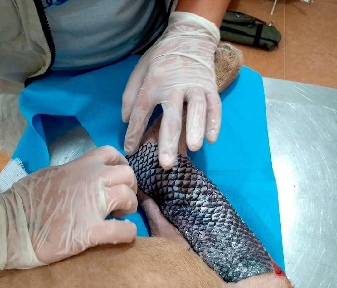 Pele de tilápia pode acelerar a cicatrização em animais feridos em enchentes do Rio Grande do Sul; entenda