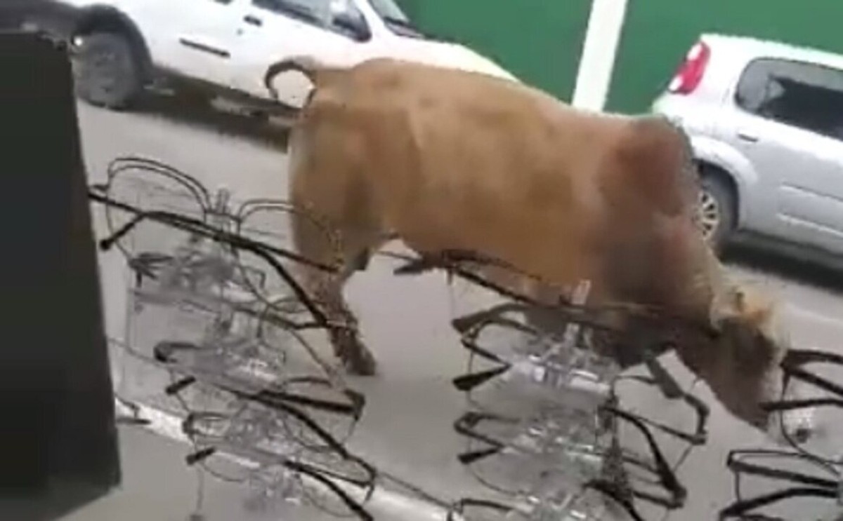 Touro gigante é transportado no banco do passageiro de carro nos EUA