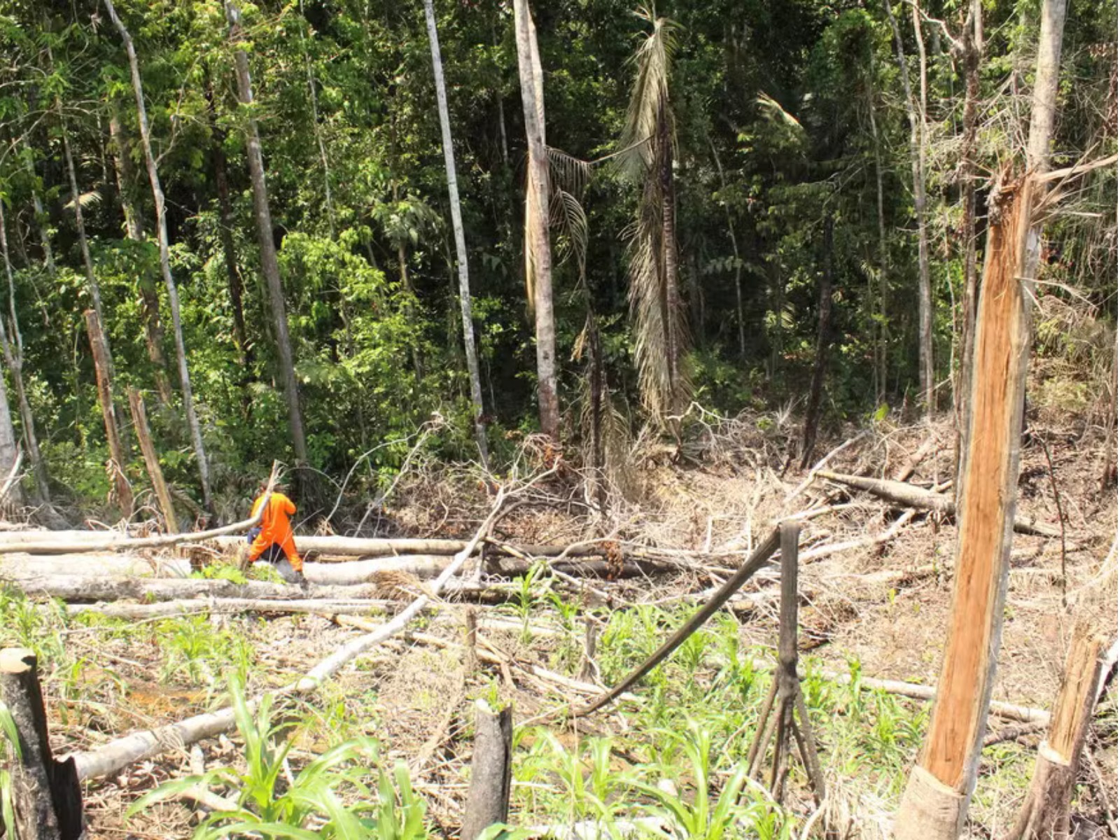 Município do Acre volta a aparecer entre 10 que mais desmatam na Amazônia