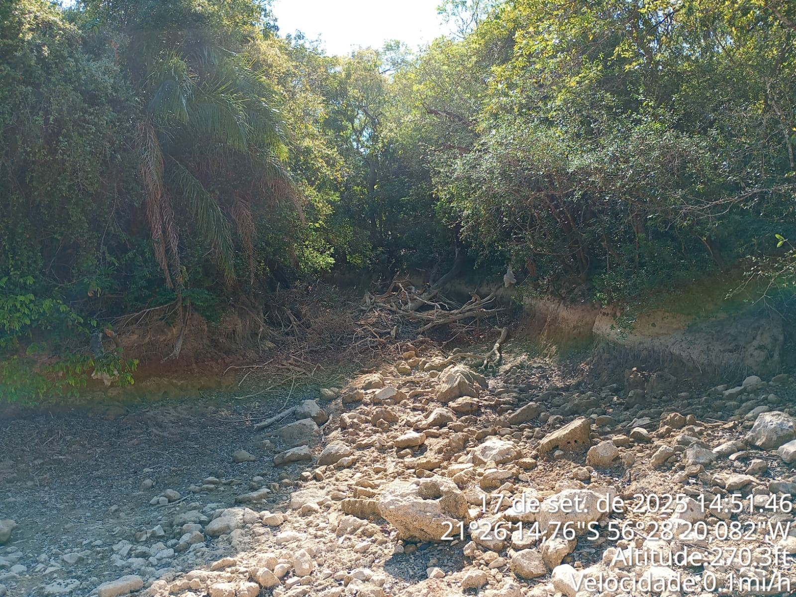 Trecho de rio cristalino seca e operação resgata peixes para evitar morte de espécies em MS