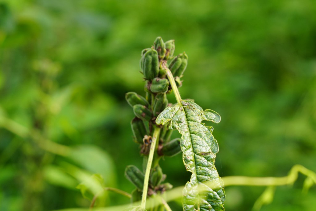 'Abre-te, sésamo': conheça o segredo milenar e os benefícios do gergelim