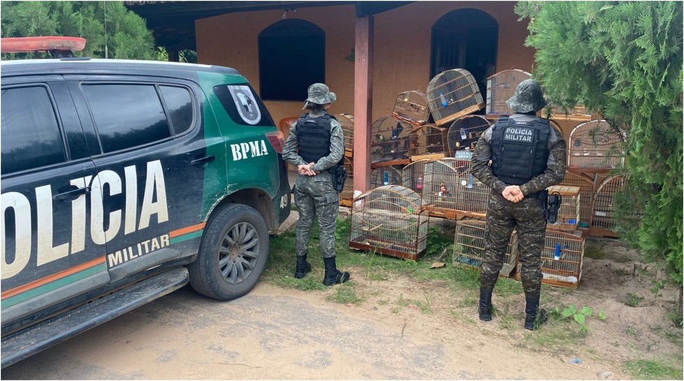 Um homem foi detido durante resgate de animais silvestres da fauna brasileira — Foto: Reprodução/SSPDS