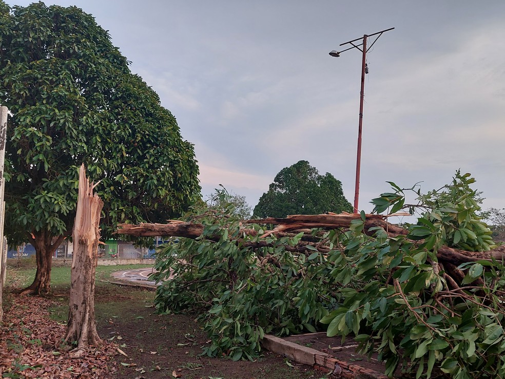 Árvore quebrou após temporal acompanhado de fortes ventos em Guajará-Mirim — Foto: Reprodução/Rede Amazônica