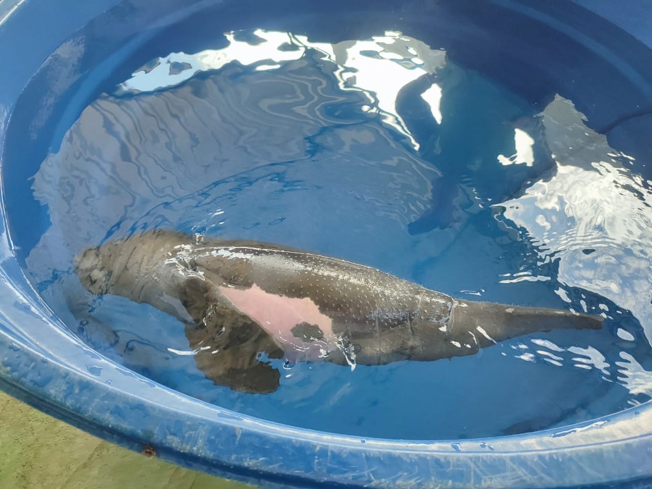 Filhote de peixe-boi resgatado no Lago Sapucuá, em Oriximiná, é transferido de aeronave para Belém