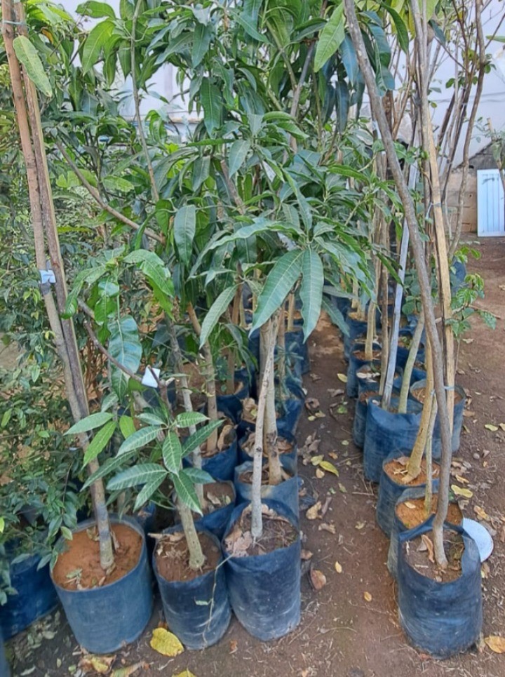 Dono de floricultura é preso suspeito de furtar R$ 300 mil em plantas de concorrente em Divinópolis